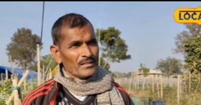 Hazaribagh Farmer's Grafted Tomato Experiment Yields 10 Lakh Jackpot