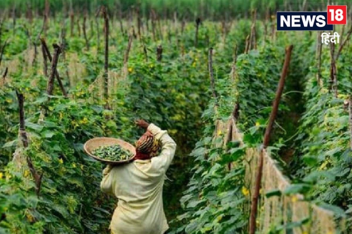 खेती में बड़ा प्रयोग करने जा रहे हरियाणा के किसान उगाएंगे ऐसी चीज पूरी दुनिया में होगी सप्लाई सरकार करेगी मार्केर्टिंग