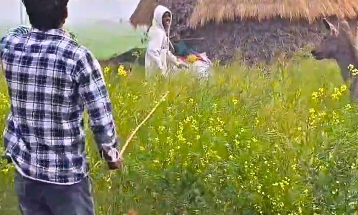 Video: ई-बिहार है बाबू, खेत में घुसा भटका हुआ जंगली जानवर, टूट पड़े गांववाले
