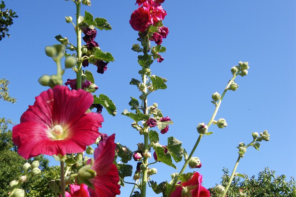 गले में खराश और पेट के लिए संजीवनी बूटी है यह फूल, महिलाओं के लिए भी वरदान