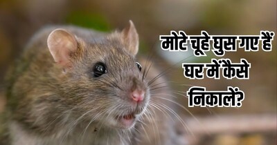 घर में घुसे चूहे को बाहर निकालने के आसान नुस्खे.