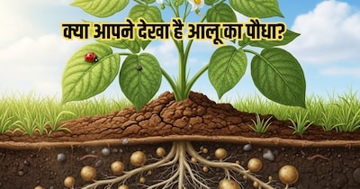 आलू कब और कैसे उगाएं.