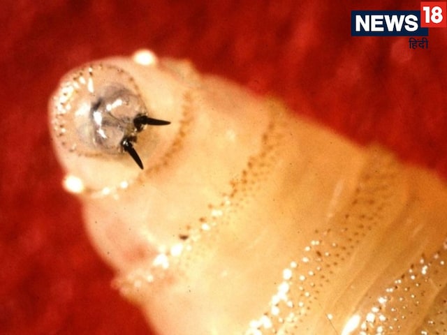 The terror of flesh-eating insects is spreading, it infiltrates the body through wounds.