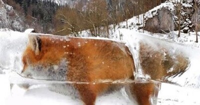 फ्रीजर में भी जिंदा रहते हैं ये 5 जानवर, बर्फ जमने पर भी धड़कता है दिल.