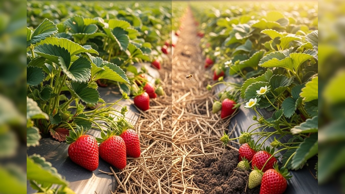 Strawberry Cultivation: मल्चिंग से बढ़ती है स्ट्रॉबेरी की गुणवत्ता, खेत और पौधे का करें सही चयन; पैदावार होगी जबरदस्त