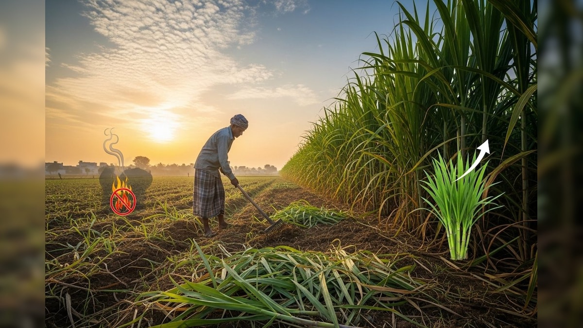 Krisi Tips: गन्ने की पताई पत्तियां ना जलाएं, खेत में ही करें निस्तारण; बढ़ेगा उत्पादन और घटेगी लागत