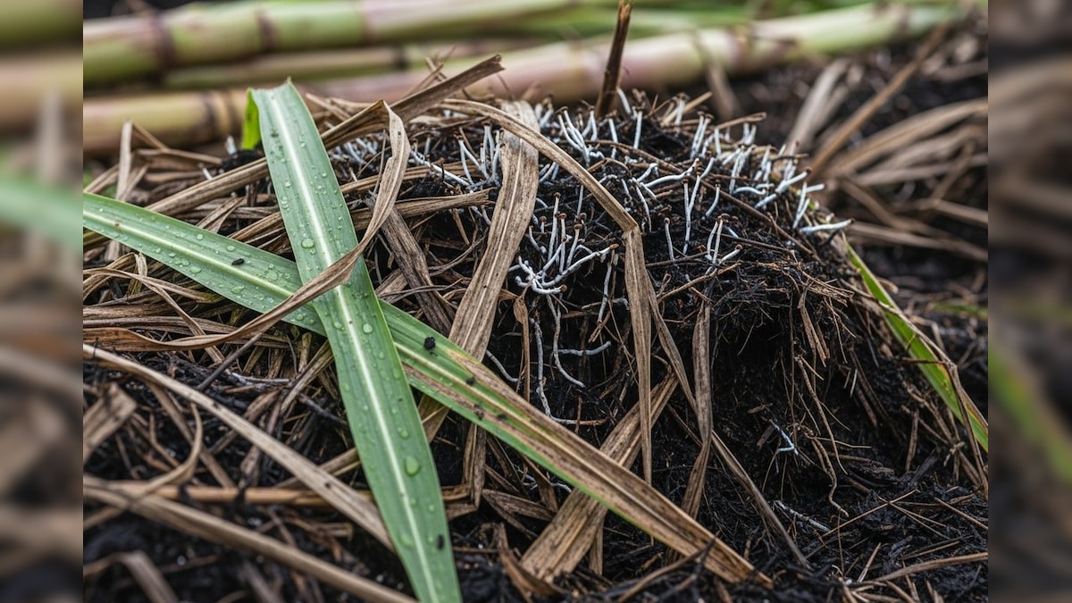 Krishi Tips: किसानों के लिए काम की सलाह, गन्ने की पताई जलाना नहीं, खेत में सड़ाना फायदेमंद; मिलेगा ज्यादा उत्पादन