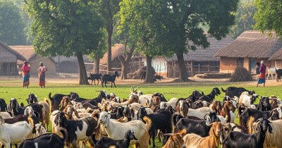 ब्लैक बंगाल नहीं, ये नस्लें बनाएंगी किसानों को धनवान: डॉ. दिनेश महतो