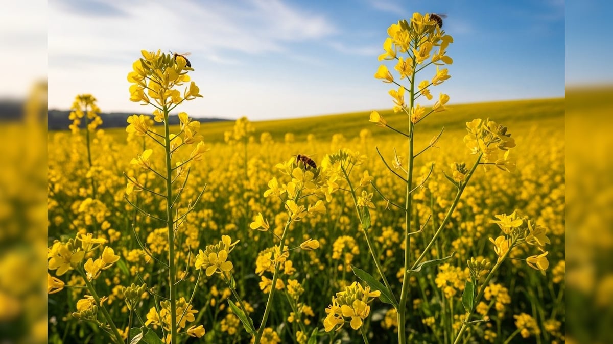 Mustard cultivation: सरसों की फूल अवस्था में अपनाएं सही प्रबंधन, पैदावार और तेल की मात्रा होगी ज्यादा