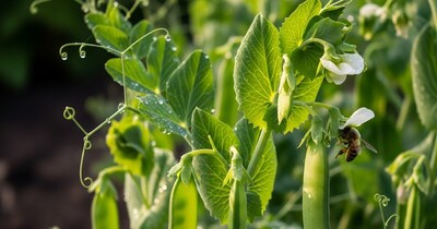 सर्दियों में मटर के पौधे को ज्यादा पानी की जरूरत नहीं होती. मिट्टी को हल्का नम रखें, लेकिन गीला न करें. आमतौर पर हफ्ते में 2–3 बार पानी देना काफी होता है. ध्यान रखें कि पानी सीधे जड़ों में जाए और पत्तियों पर ज्यादा न गिरे.