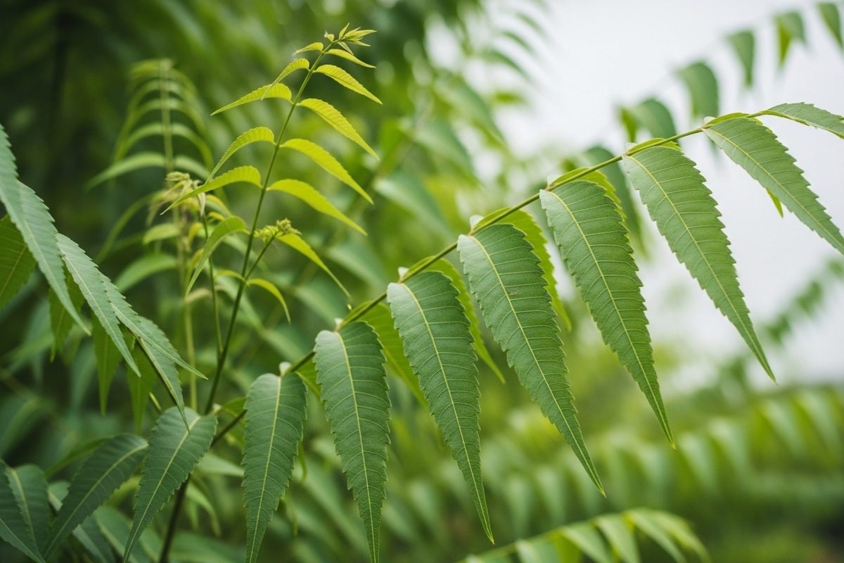 Benefits of Neem: रोज सुबह चबाएं नीम की 5 पत्तियां कई बीमारियों से मिलेगा मुक्ति दूर होंगी ओरल और पाचन समस्याएं