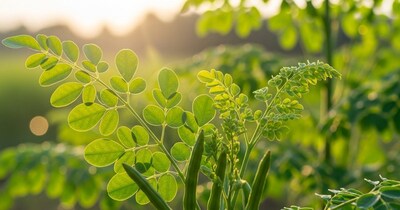 सहजन: पेट की चर्बी घटाने और शरीर को डिटॉक्स करने वाली हरी छड़ी.