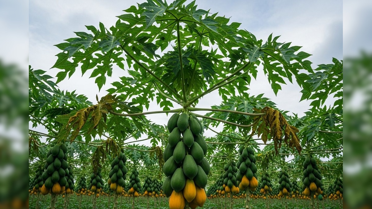 Papaya Cultivation: नगदी फसल के रूप में उभर रही पपीता की खेती, रेड लेडी 786 किस्म किसानों को भा रही; हो रहा बेहतर मुनाफा