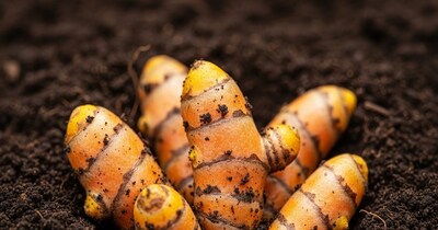 घर पर उगाएं हल्दी: ताज़ी-ऑर्गेनिक हल्दी के फायदे और आसान प्लांटिंग टिप्स.