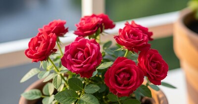 Winter Roses: Bloom Your Garden with These Easy Home Remedies!