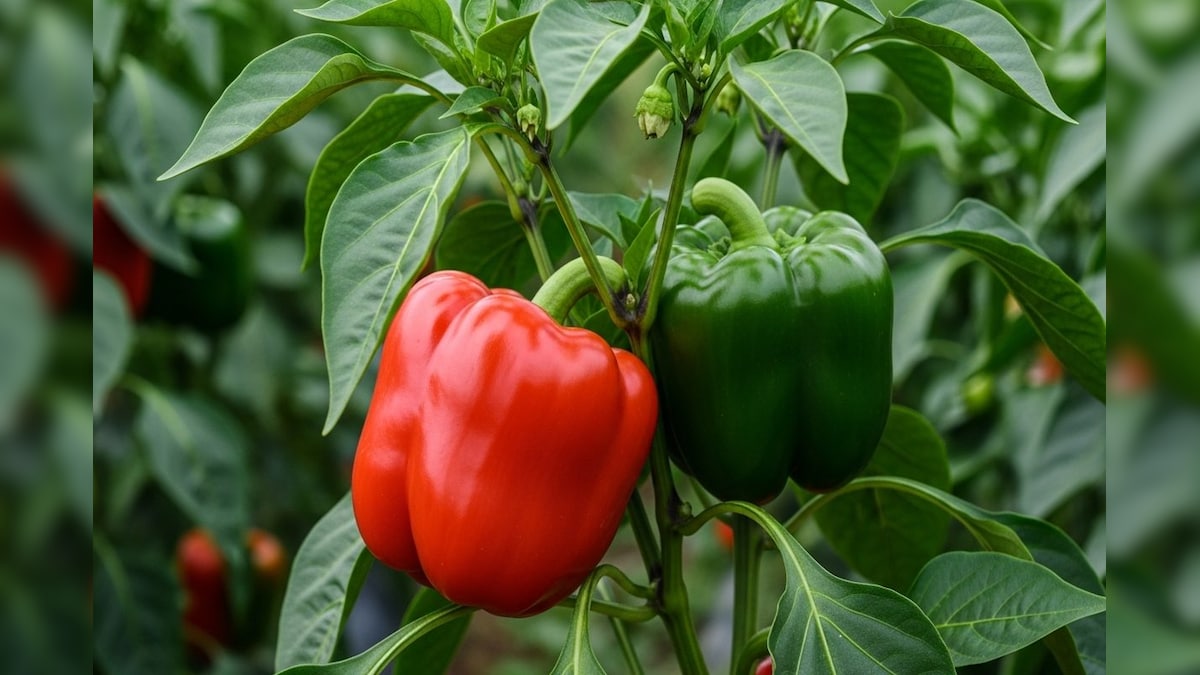 Capsicum farming: कम लागत, ज्यादा मुनाफा... किसान करें शिमला मिर्च की खेती, 12 महीने होगी कमाई