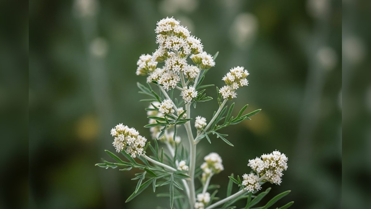झाड़ी में छुपा आयुर्वेद का अनमोल खजाना, इसकी पत्तियां कई बीमारियों में रामबाण, सेवन से पहले सावधानी जरूरी