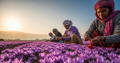 Saffron Cultivation Now Possible in Bihar, Thanks to BAU Scientists