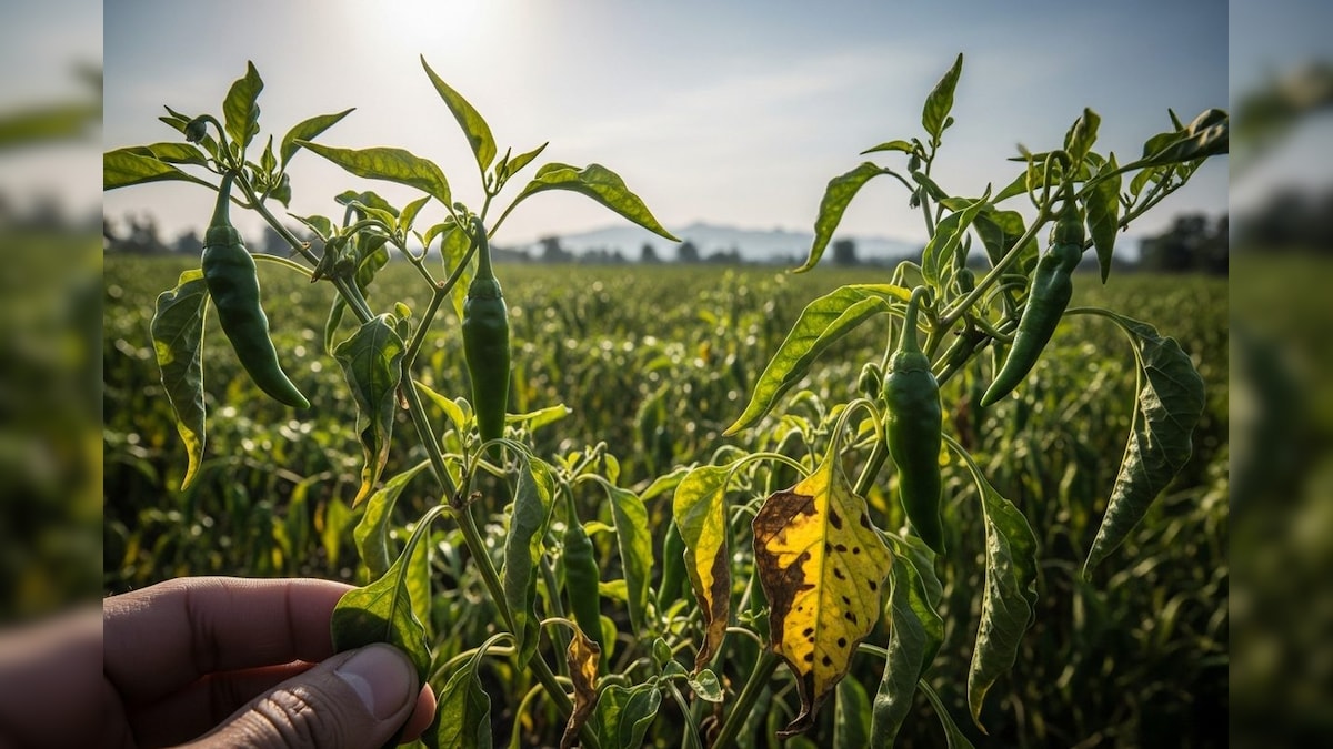 Mirch ki Kheti: लीफ कर्ल वायरस से हरी मिर्च की फसल पर संकट, किसान रहें सतर्क; जानिए बचाव के उपाय