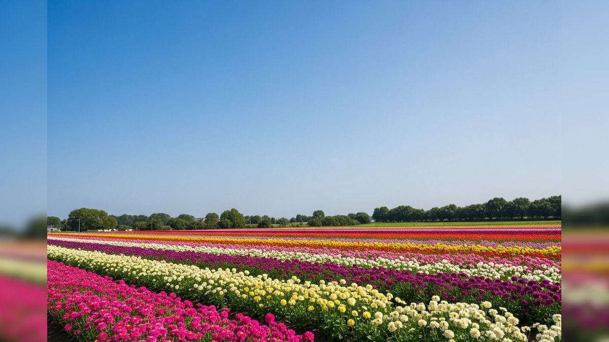 Flower Farming: नकदी फसल के रूप में उभर रही फूलों की खेती, 60 दिनों में फसल तैयार, रोजाना होती है बिक्री
