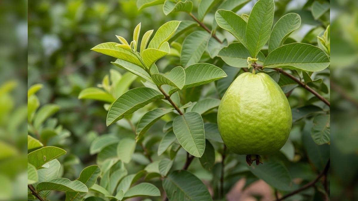 Agri Tips: अमरूद में निपिंग से बढ़ेगी पैदावार, बस जान लें सही समय और तरीका, किसान कमाएंगे ज्यादा मुनाफा