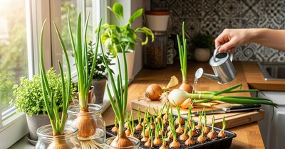 Grow Fresh, Chemical-Free Onions at Home: A Simple Guide