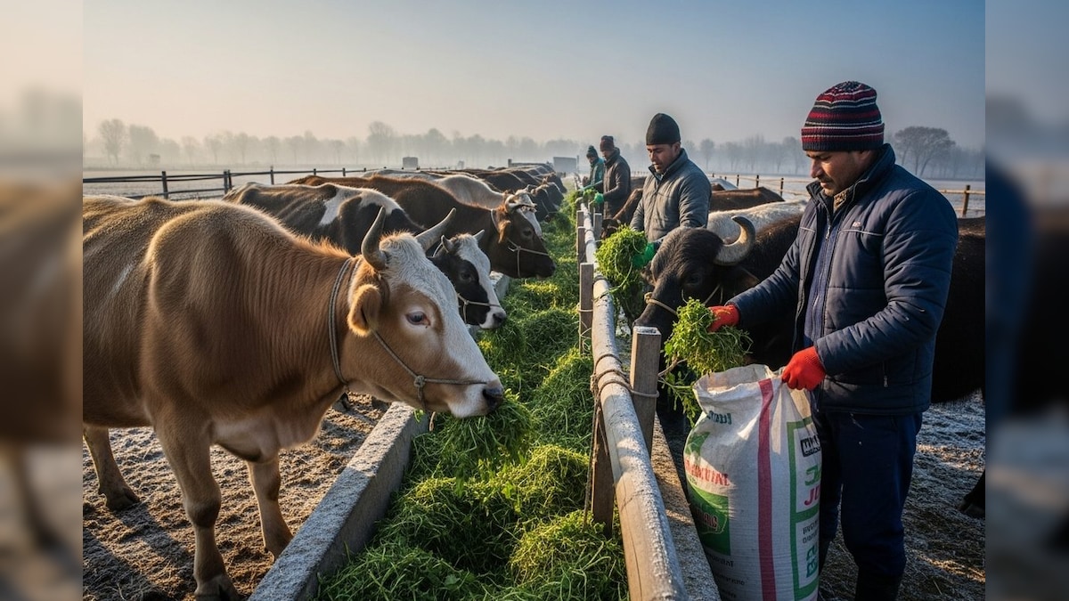 सर्दियों में हरे चारे की कमी ऐसे करें पूरी, पशुओं को खिलाएं ये प्रोटीन, खिलाते ही बेहने लगेगी दूध की नदियां