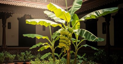 घर में धन लाने वाला पौधा