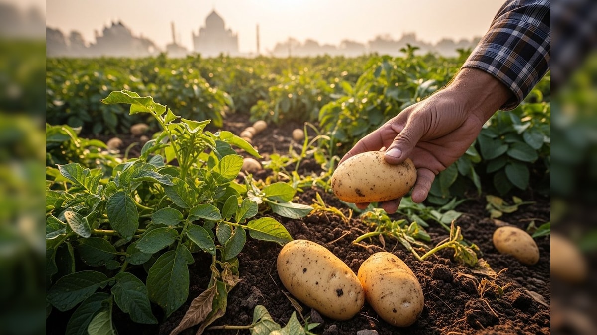 Agra Potato: पापड़ और चिप्स के लिए सबसे बेस्ट है 37-97 आलू, किसानों की पहली पसंद; मुंबई से कोलकाता तक डिमांड