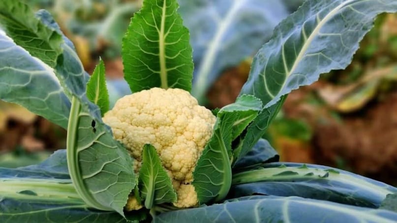 ফুলকপি: সবজির মধ্যে কৃমির কথা বললেই প্রথম যে সবজিটির নাম মাথায় আসে, সেটা হল ফুলকপি। অনেক সময় এই কৃমিগুলো খালি চোখে দেখা পর্যন্ত যায় না। ভুল করে এই কৃমিগুলো খেয়ে ফেললেই সর্বনাশ! কৃমি সোজা ঢুকে পড়ে ব্রেনে। ক্ষতি করে পেশি, লিভার এবং মস্তিষ্কের। মৃত্যু পর্যন্ত হতে পারে। তাই ফুলকপি রান্নার আগে ভালভাবে পরিষ্কার করে, গরম জলে ভাপিয়ে জল ফেলে দিন।