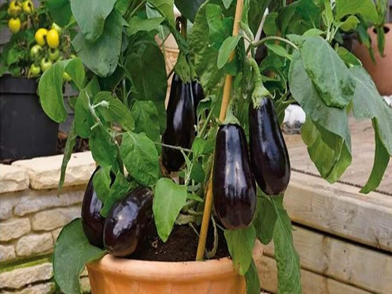 বেগুন: বেগুনের মধ্যে ফিতাকৃমি পাওয়া যায়। যদি বেগুন কাটার পর দেখেন, পোকা লেগেছে, তা হলে সেই বেগুন ফেলে দেওয়াই ভাল। কারণ, এই কৃমিগুলো অনেক সময় ভালভাবে রান্না করলেও মারা যায় না।