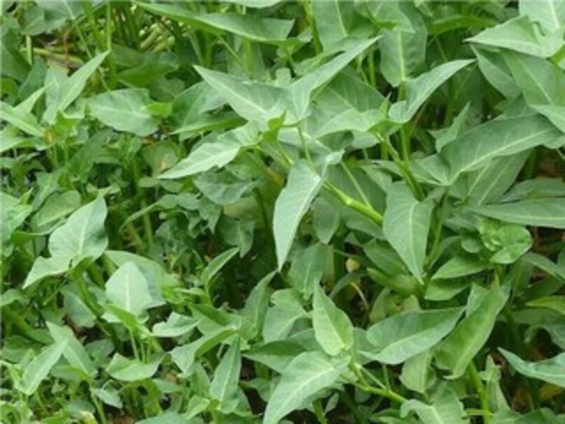 Lifestyle, Healthy Lifestyle, Sexual disease, Sexual Problem, Periods, Menstruation, Love Relationship, Relationship Goal, Nightfall, Pregnancy, kannada news, karnataka news, Stay Youthful Even at 60! This Green Leafy Vegetable Is Said to Double Men’s Strength AKD