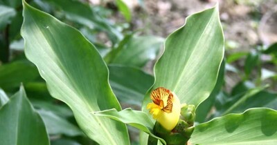 इंसुलिन प्लांट का सेवन डायबिटीज में फायदेमंद माना जाता है.