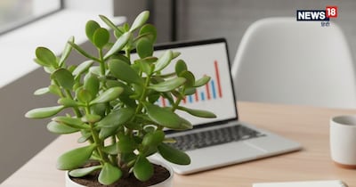 जेड प्लांट की गोल, मखमली पत्तियां आंखों को सुकून देती हैं और काम के दबाव के बीच आपको मानसिक शांति का अनुभव कराती हैं.