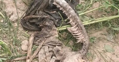 लखनऊ में मिला नर कंकाल.
