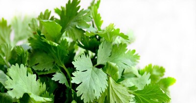 Grow Coriander in Pots for Years: Expert Tips for Fresh Leaves