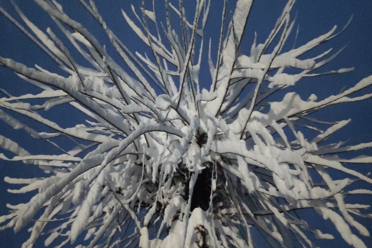 कैसे यह बर्फबारी है पहाड़ों के लिए संजीवनी देखिए वीडियो