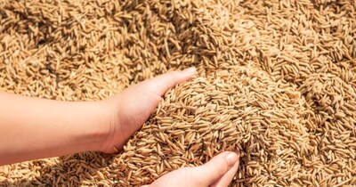 कवर्धा में 7 करोड़ का धान गायब: अधिकारी बोले- चूहों ने खाया, घोटाले का आरोप.