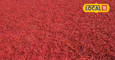 मथानिया लाल मिर्च के भाव में भारी उछाल 