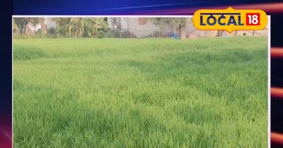 गेहूं की पत्तियां पीली होने पर क्या करें?