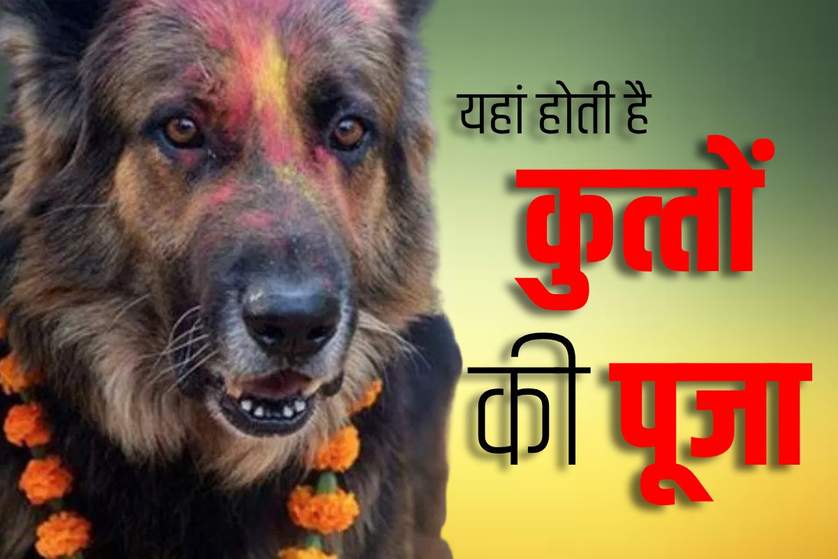 खिलौनों की नगरी में कुत्‍तों का मंदिर भगवान की तरह होती हैं इनकी पूजा पढ़ें लोकविश्वास की अनोखी कहानी