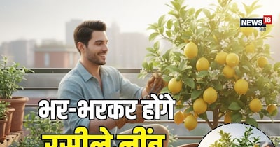 चलिए जातने हैं कि बालकनी में नींबू का पौधा किस तरह लगाएं-