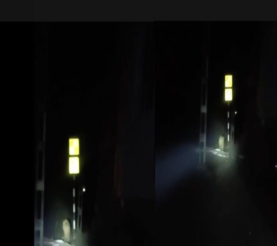 गुजरात में शेर ने रोक दी ट्रेन पटरी पर बैठ गए वनराज ड्राइवर ने दिखाई बहादुरी-VIDEO