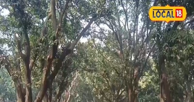 आम की बागवानी.