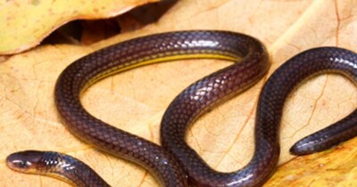 मिजोरम में 15 साल की रिसर्च के बाद सांप की नई प्रजाति कैलामेरिया मिजोरामेंसिस मिली. (फोटो Novataxa)