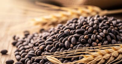 Karnal Bunt: The Hidden Threat Devastating Wheat Crops in Western UP