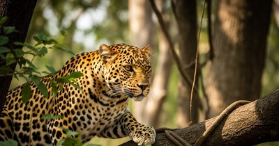 Leopard Terror in Chakrata: 19 Goats Killed in Animal Shed, Villagers Demand Cage