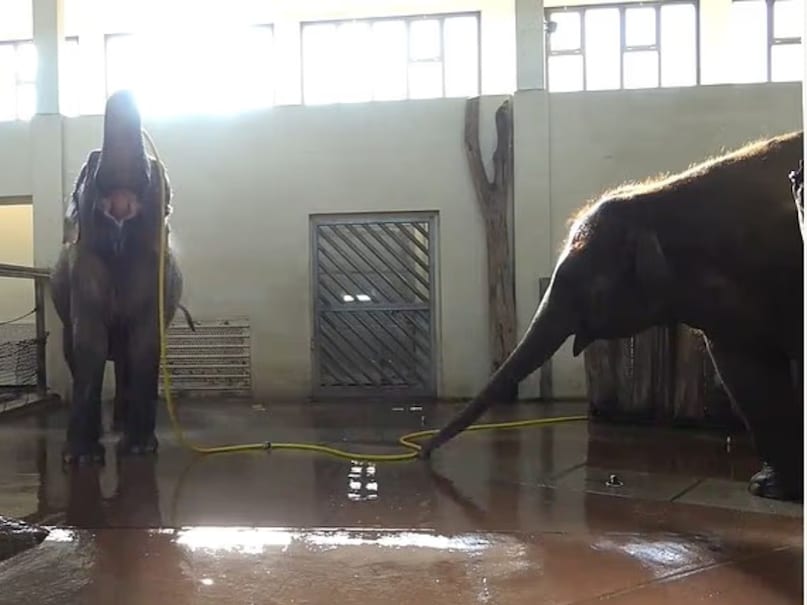 दुनिया के सबसे बुद्धिमान जानवर