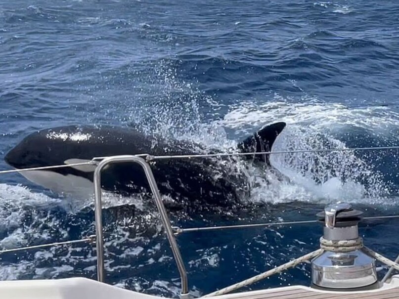 दुनिया के सबसे बुद्धिमान जानवर