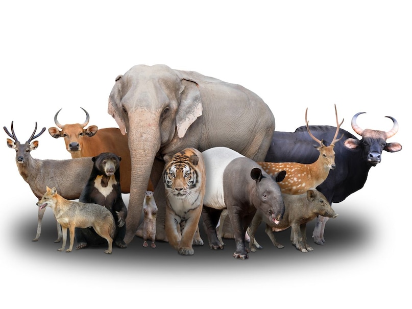 दुनिया के सबसे बुद्धिमान जानवर